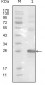 EphB3 Antibody