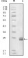 FBLN5 Antibody