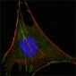 Glucose-6-phosphate isomerase Antibody