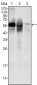 Glucose-6-phosphate isomerase Antibody