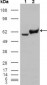 Glucose-6-phosphate isomerase Antibody