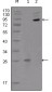 EphB2 Antibody