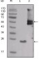 SRC Antibody