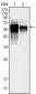 MAPK10 Antibody