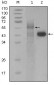 PAR4 Antibody