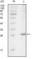 ITK Antibody