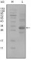 ALCAM Antibody