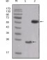 SRC Antibody