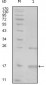 TNK1 Antibody