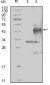 EphA4 Antibody