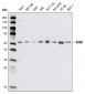 CHK2 Antibody