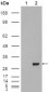 CA1 Antibody