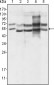 GABPA Antibody