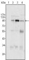 SND1/P100 Antibody