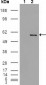 ETV4 Antibody