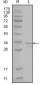 FRK Antibody