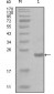 CHUK Antibody