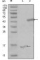 PARL Antibody