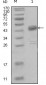 DDR1 Antibody