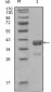 ABL1 Antibody