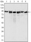 MLH1 Antibody