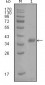 FABP4 Antibody