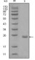 AXL Antibody