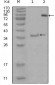 EphA3 Antibody