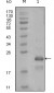 HAND1 Antibody