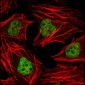 HDAC3 Antibody