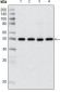 HDAC3 Antibody