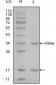 EP300 Antibody