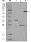 CD33 Antibody