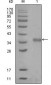 NCOR1 Antibody