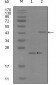 EphA8 Antibody