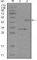 SOX2 Antibody