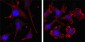 beta-Actin Antibody