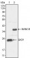 LIN28 Antibody