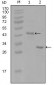 ESR1 Antibody