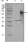 NCOA3 Antibody