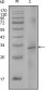 F8 Antibody