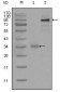 ETV1 Antibody