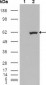 ETV1 Antibody