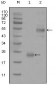 CD44 Antibody