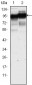 CD44 Antibody