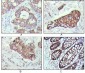 Cytokeratin 19 Antibody