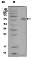 ESR1 Antibody