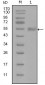 SYT1 Antibody