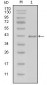 LAMB1 Antibody