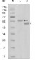 EphA6 Antibody